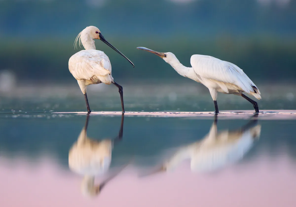 Eurasian spoonbill (Platalea leucorodia) in Danube Biosphere Reserve, Ukraine.