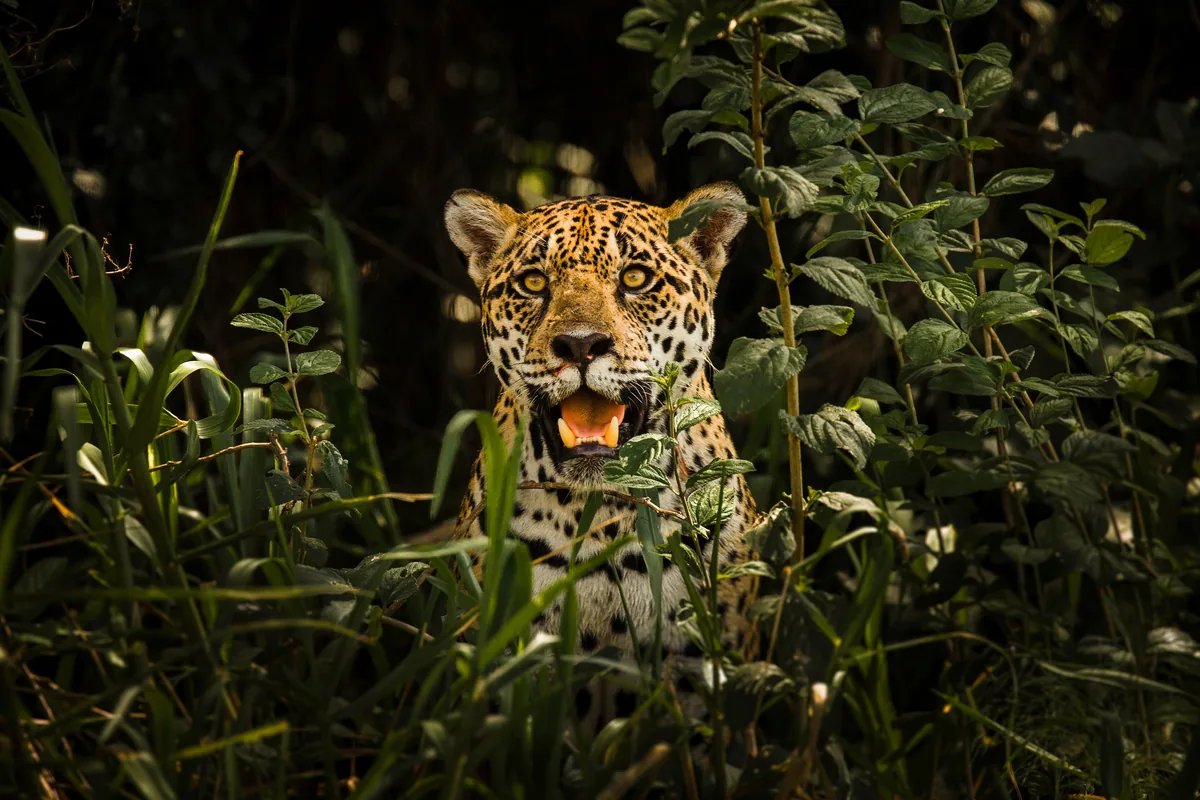 A jaguar (Panthera onca) lying among shrubs in the Pantanal Conservation Area