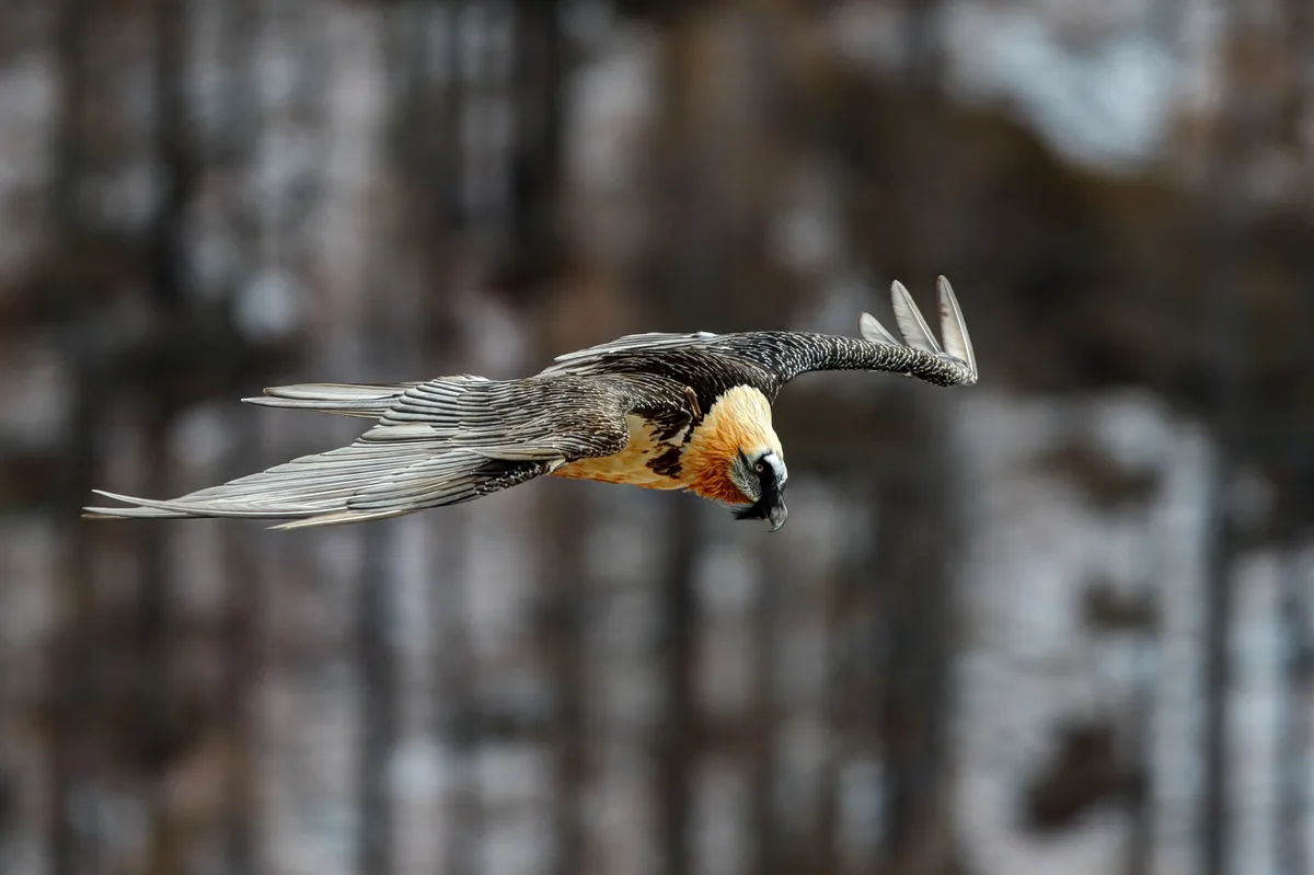 Gypaetus barbatus in flight. Gran Paradiso National Park