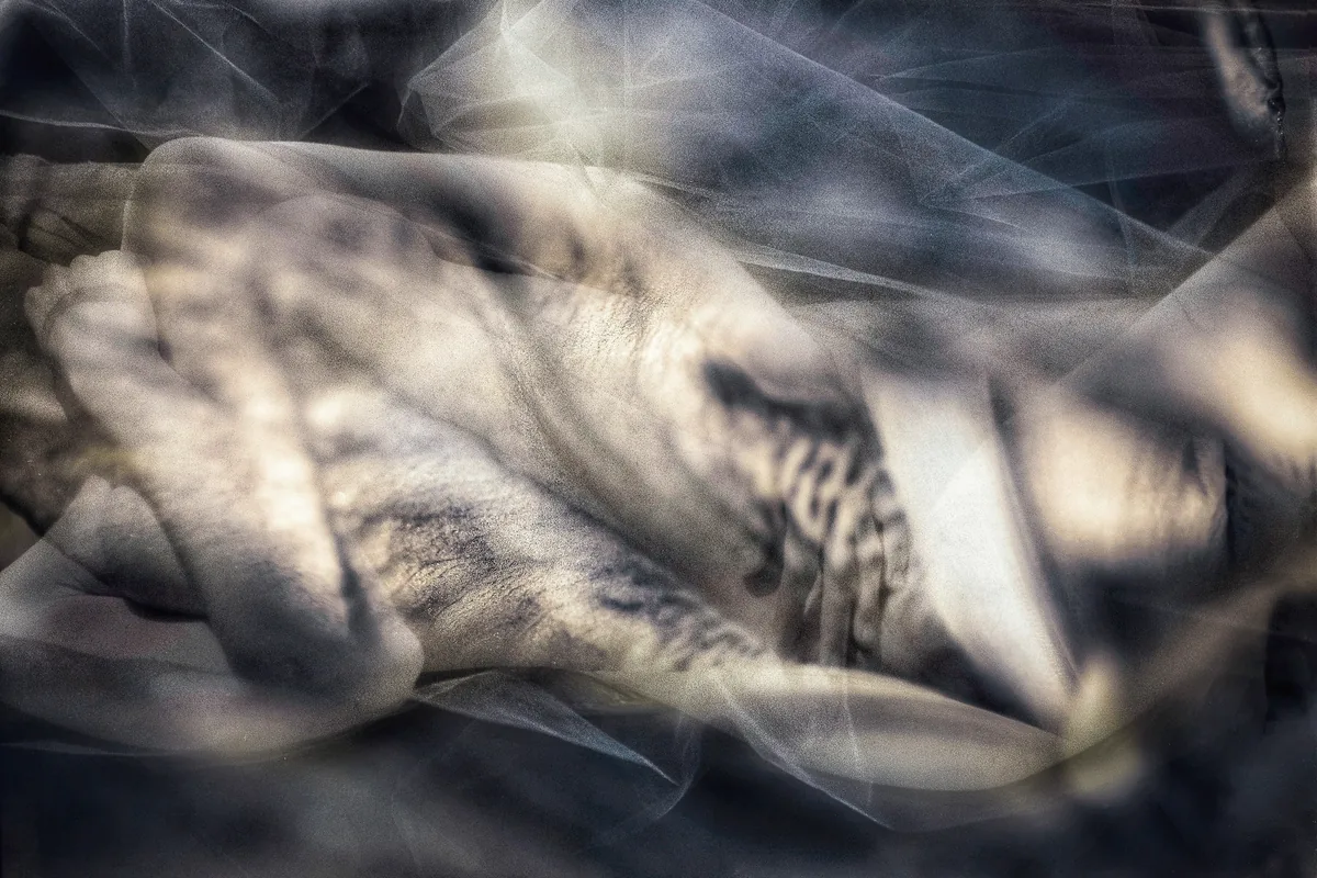Iris Enclosed by Stephen Spartana. Soft grey veils and shadow over a hand and fabric, in muted silver tones.