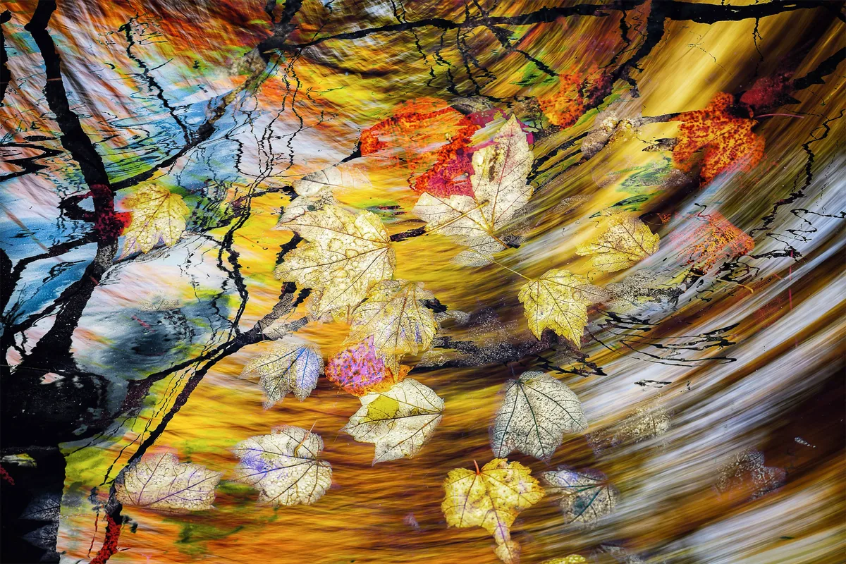 Windswept by Stephen Spartana. Autumn leaves in red, yellow and pale green swirl in a sweeping blur of motion.