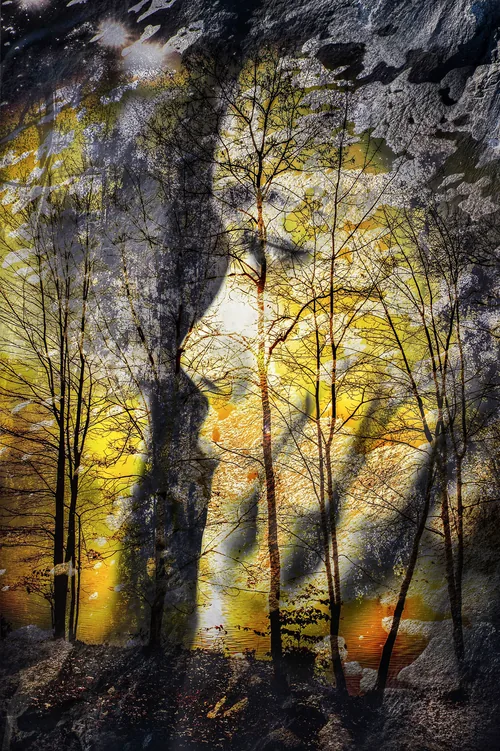 Yellow Forest by Stephen Spartana. A profile-like grey form stands among slender trees in low yellow light.