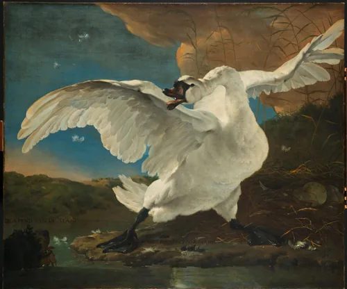 A white swan rears up with wings spread wide, hissing at a dog swimming towards its nest at the edge of the water.