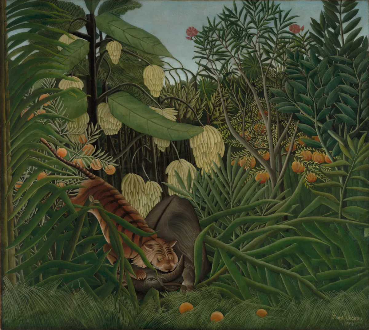 Deep in a dense jungle of huge leaves, bananas and oranges, a tiger leaps on a dark buffalo.