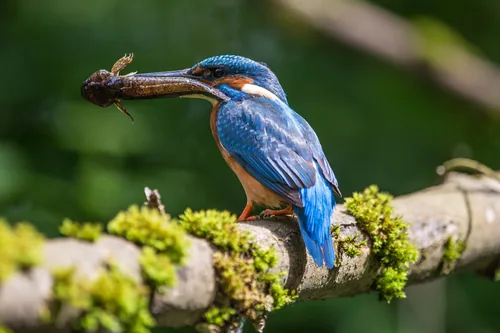 Common Kingfisher (Alcedo atthis) with caught fish for feeding the children.
