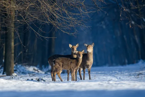 Cervus nippon in Kremenets Hills, Ternopil Oblast, Ukraine.