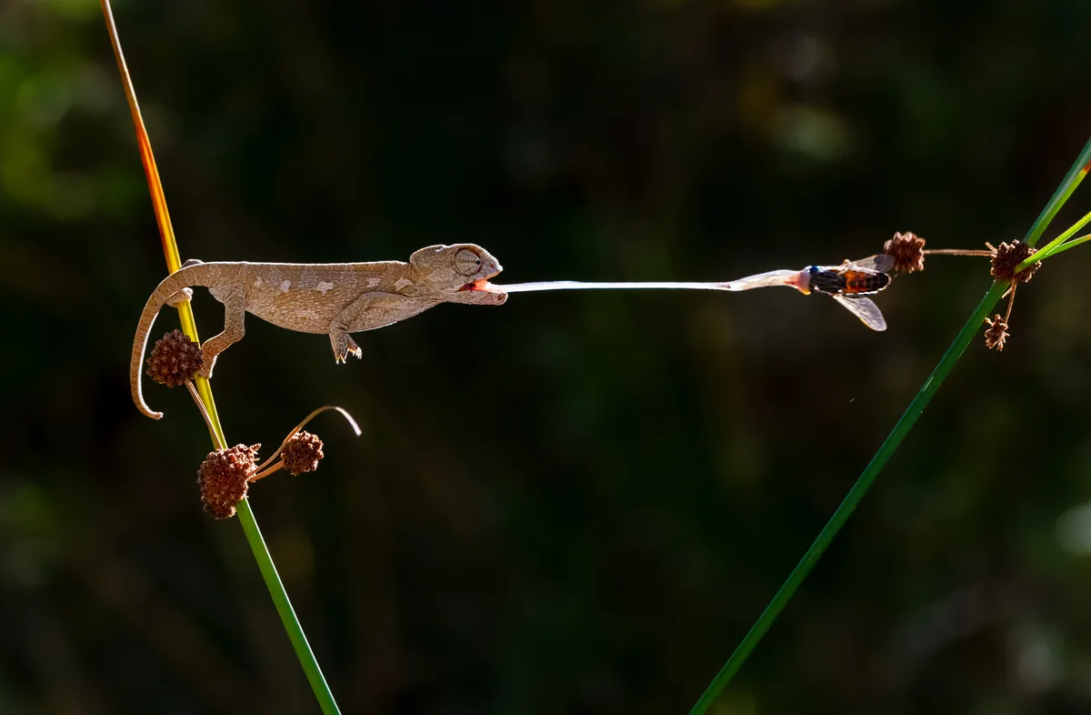 Common chameleon (Chamaeleo chamaeleon) in Kapıçam National Park, Kahramanmaraş