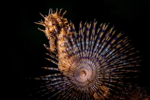 Seahorse on spirograph. Mar Piccolo (Q55425459), Taranto, Apulia, Italy