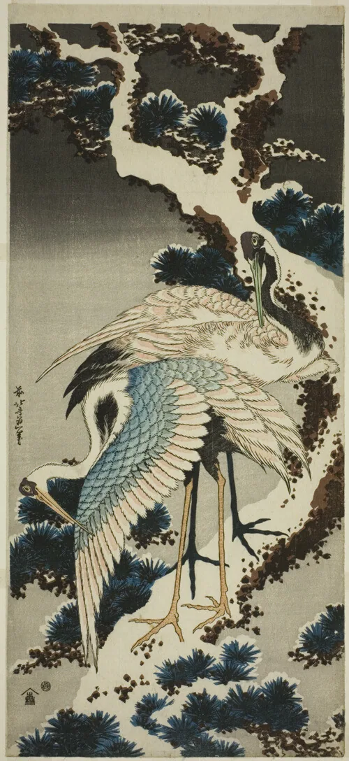 A pair of white, blue, pink, and black cranes, one with wing extended, perch on a wide, knotty, snow-covered pine branch.