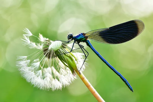Banded demoiselle (Calopteryx splendens) in the Gülper See nature reserve. The picture was taken in morning after dawn, that's why the dragon-fly is still covered with dew