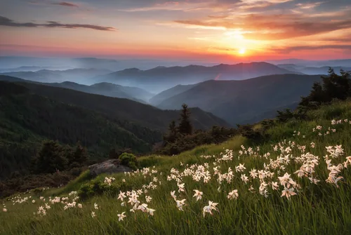 Blooming daffodils on Mount Shcherban, Marmaroskyi Ridge in the Carpathians, Ukraine