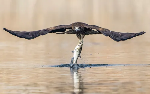A black kite adapting to the habitat and becoming an excellent fish hunter on a cold February winter morning in Taudaha Lake, Kirtipur, Kathmandu Valley, Nepal