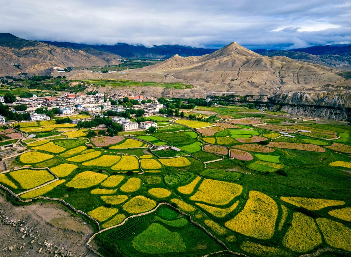 Barley and buckwheat fields of Lomangthang (Lo Manthang), Upper Mustang, Nepal. Mountain Higher Dzong and village Namgyal in background.