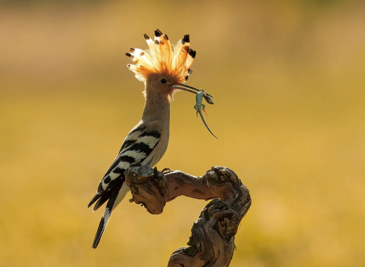 A very rare moment when a Great Crested Hoopoe flew in with a caught lizard for a female that was sitting on eggs. Photographed in the Pálava Protected Landscape Area