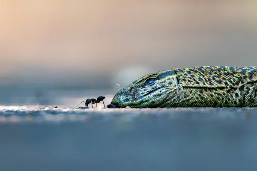 An Ant Eating a Dead Bengal Monitor
