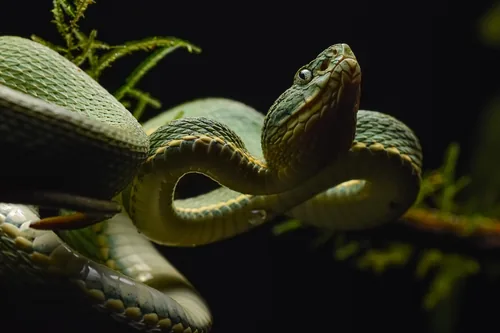 Bothrops bilineatus