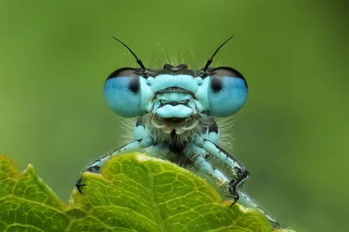 Common Blue Damselfly