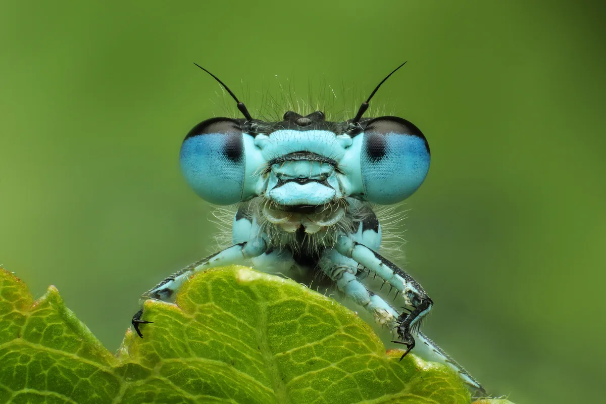Common Blue Damselfly