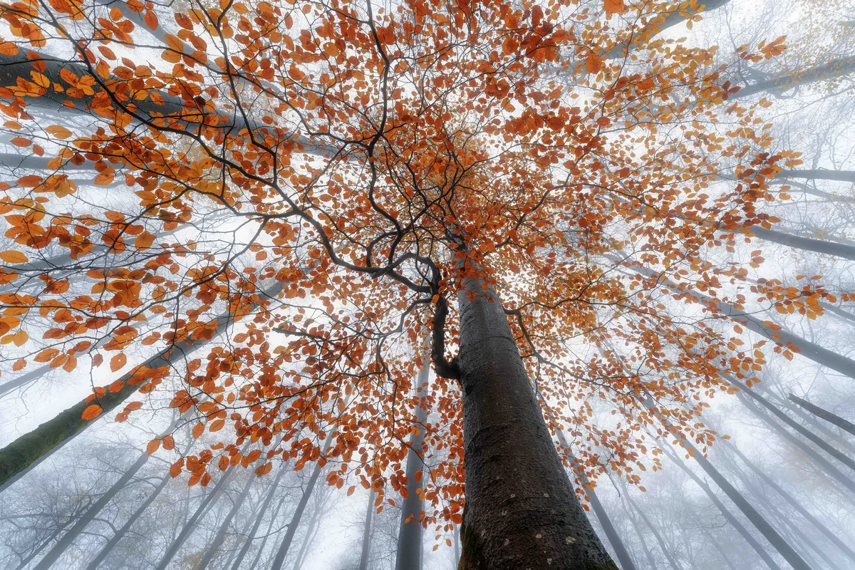 Fagus sylvatica in Autumn Colour