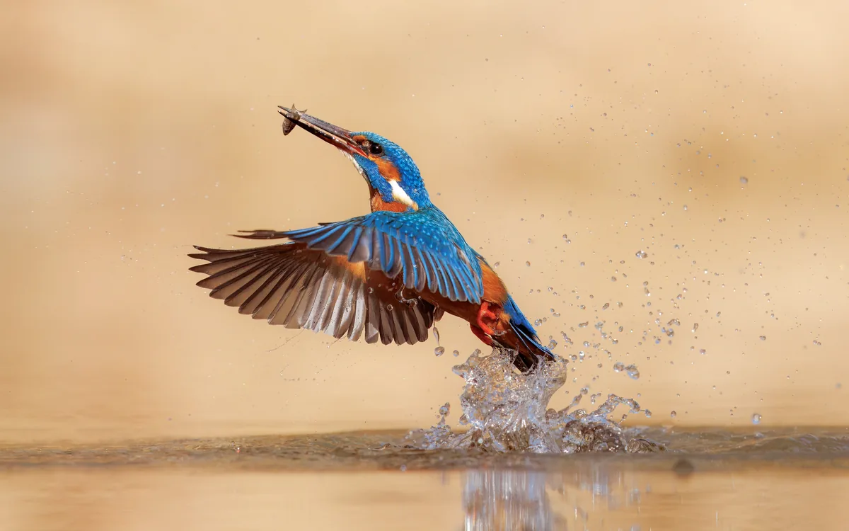 Common Kingfisher Hunting