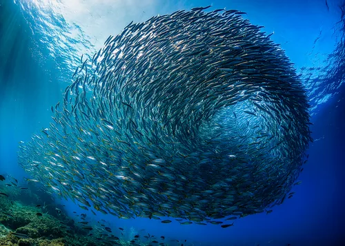 Multitude in Reef