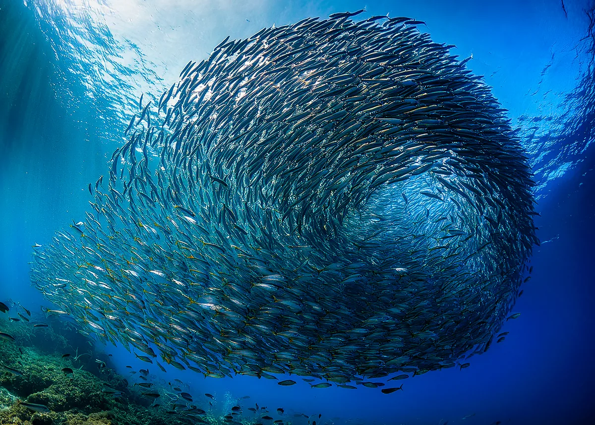 Multitude in Reef