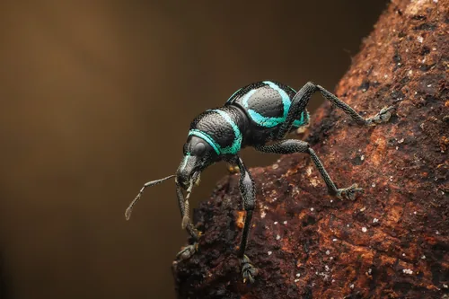 Metapocyrtus reyesi, a New Colour Morph