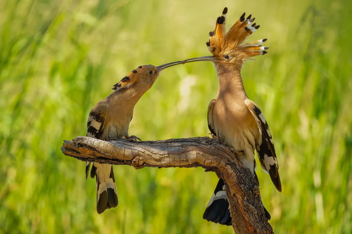 Eurasian Hoopoe, Feeding