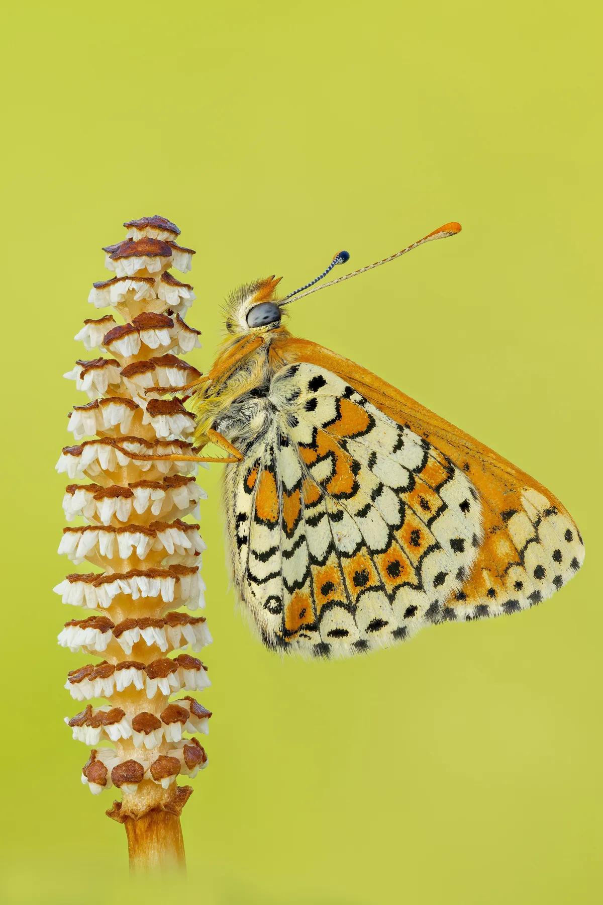 Glanville Fritillary
