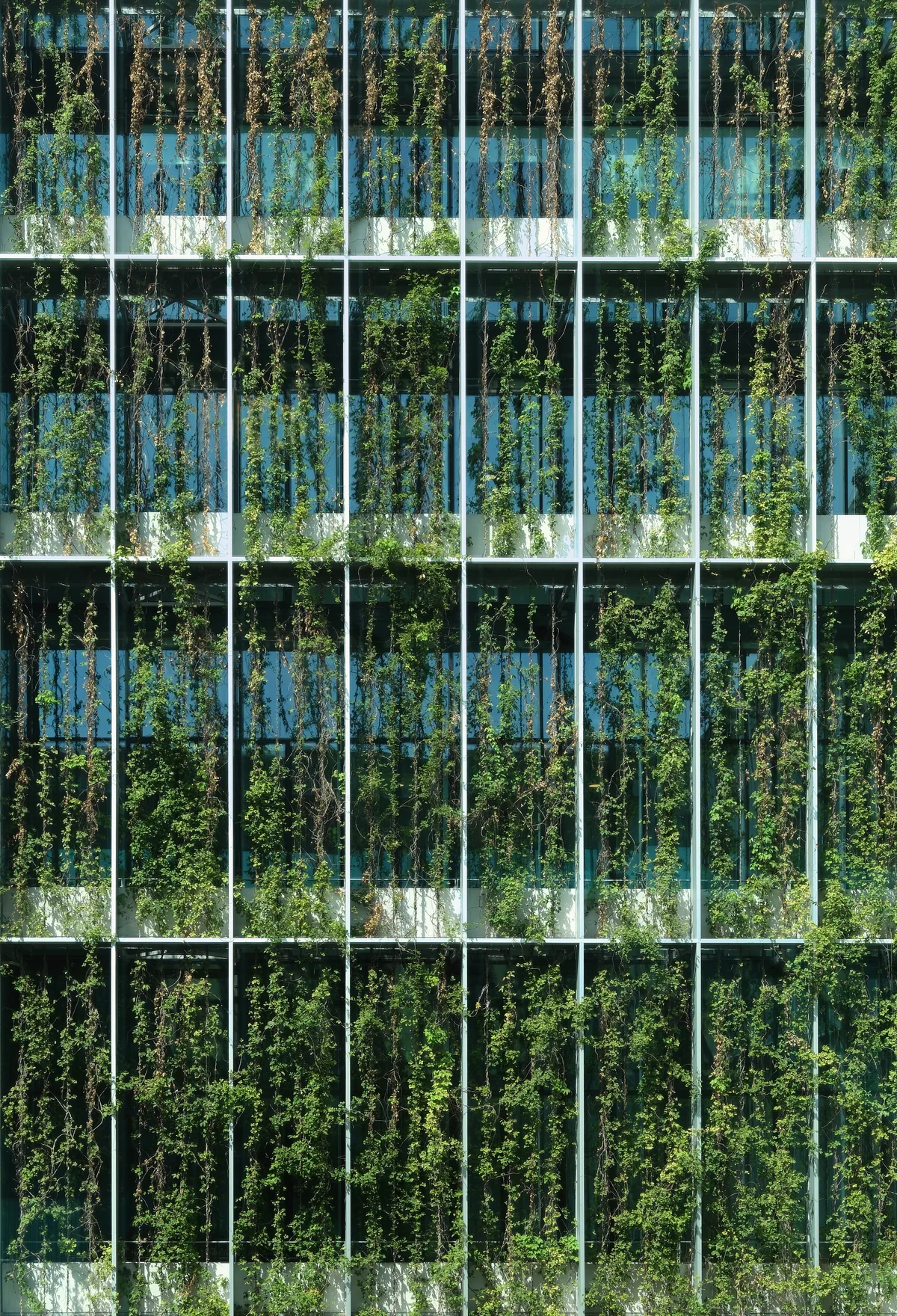 A glass facade grid overgrown with hanging plants, seen flat-on in an interior garden.