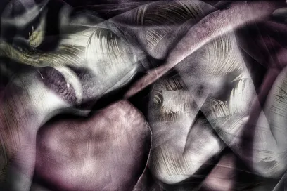 Stephen Spartana, Heart of the Rose